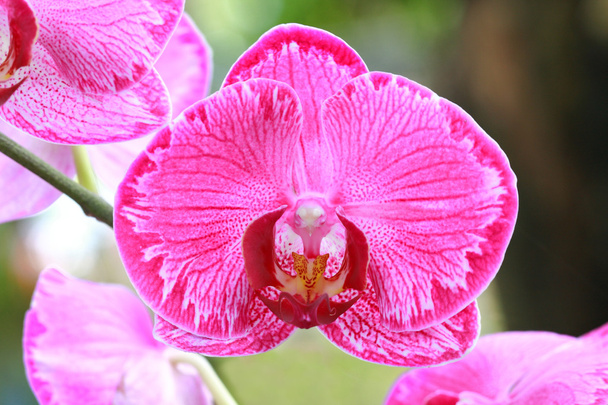 Orchidée rose simple
 - Photo, image