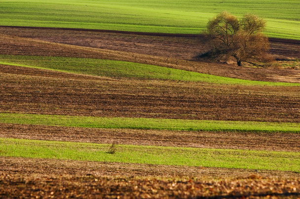 arado campo com árvore
 - Foto, Imagem