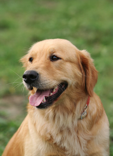 Golden Retriver dog - Foto, Imagem