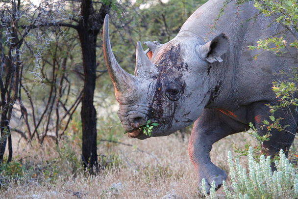 rhinocéros saignant à etosha
 - Photo, image