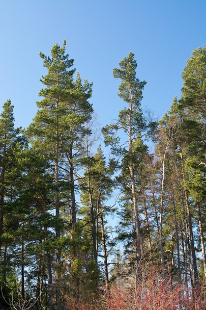 κορυφές δασικών δένδρων - Φωτογραφία, εικόνα