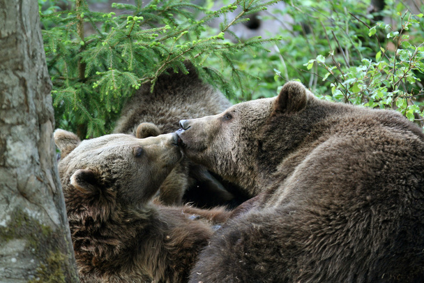 Karhu metsässä
 - Valokuva, kuva
