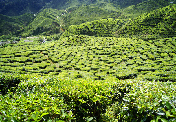 Plantations de thé vert Cameron Highlands en Malaisie
 - Photo, image
