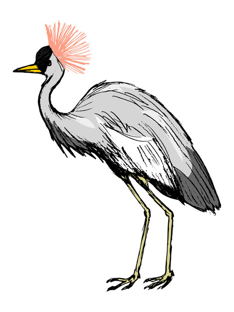 African crowned crane, illustration of wildlife, bird, zoo, safa - Wektor, obraz