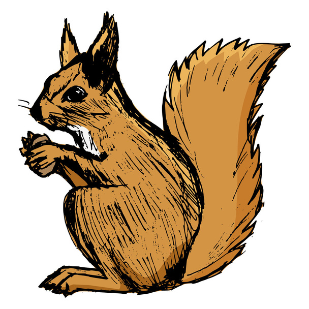 squirrel, illustration of wildlife, zoo, wildlife, animal of for - Vector, Image