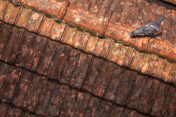 Pombo único no telhado
 - Foto, Imagem