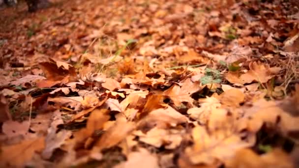 piękne jesienne liście na ziemi - Materiał filmowy, wideo