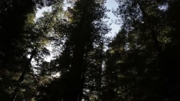 Dense trees in shadow - Footage, Video