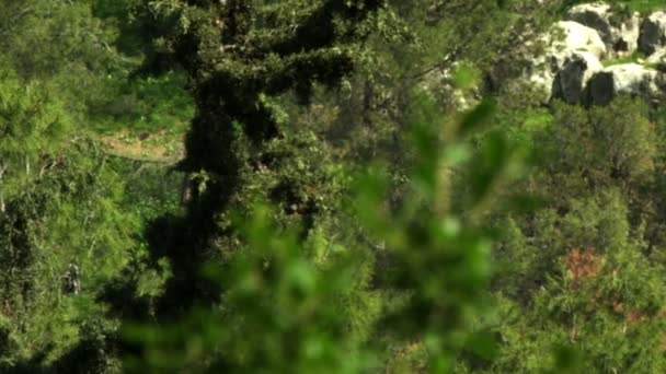 Haufen weißer Felsen im Hintergrund durch Bäume - Filmmaterial, Video