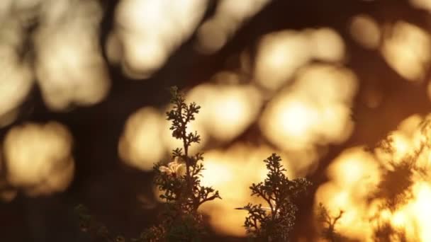 Puut ja kasvit Moabissa auringonlaskun aikaan
 - Materiaali, video