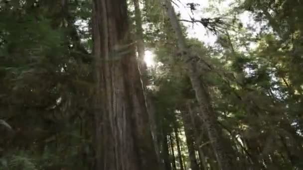 Tall troncos de pinheiro
 - Filmagem, Vídeo