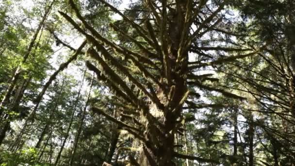 Mossy redwood. California. - Footage, Video