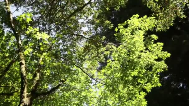 Bright Green Branches and Dark Forest Canopy - Záběry, video