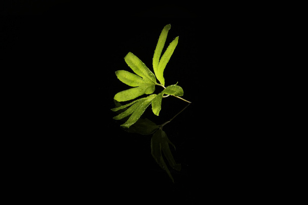 A folha verde
 - Foto, Imagem