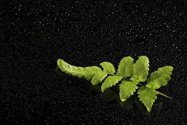 the green leaf - Zdjęcie, obraz