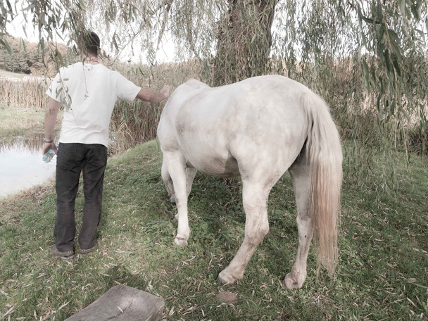 Άσπρο άλογο και τα ενήλικα αρσενικά - Φωτογραφία, εικόνα