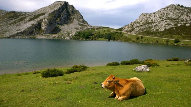 Lehmä laitumella Picos de Europassa, Asturias - Espanja
 - Valokuva, kuva