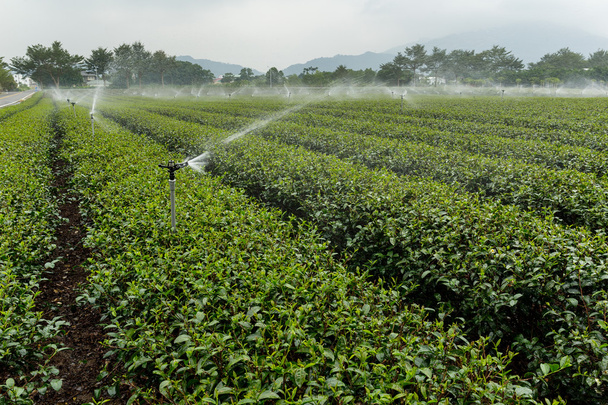 Зелений чайний завод з водопостачанням
 - Фото, зображення
