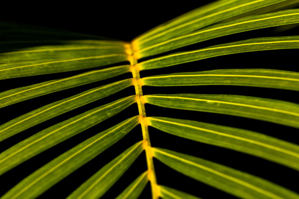 leaf on black background - Φωτογραφία, εικόνα