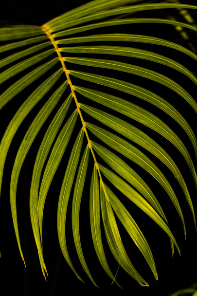 leaf on black background - Photo, image
