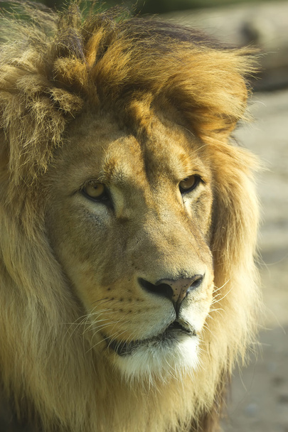 Portrait d'un lion. - Photo, image