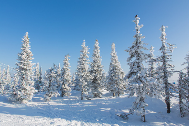 Schöne Winterlandschaft. - Foto, Bild