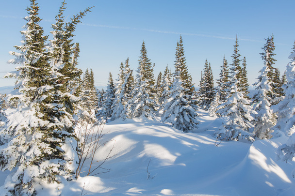 Beautiful winter landscape. - Foto, Imagem