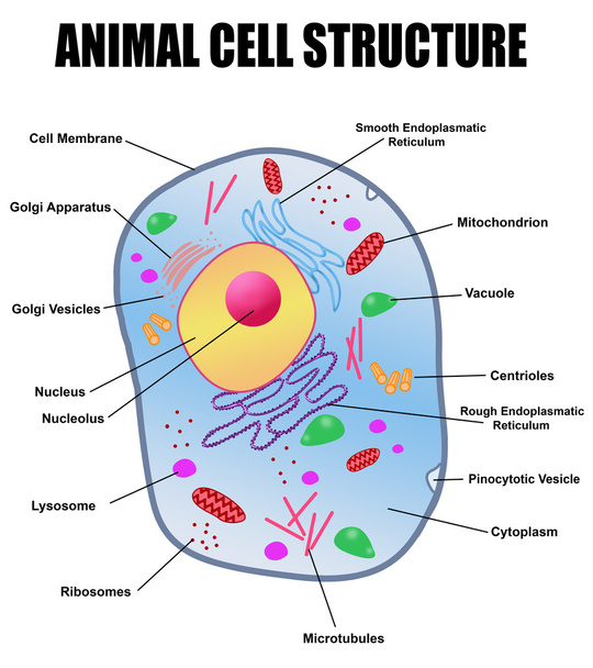 Animal cell structure - Vector, Image