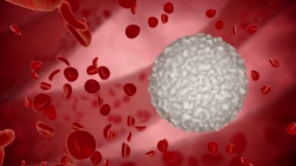 白血球、有機体ビュー内のエリトロサイト。医学的概念。HUDモニター - 映像、動画