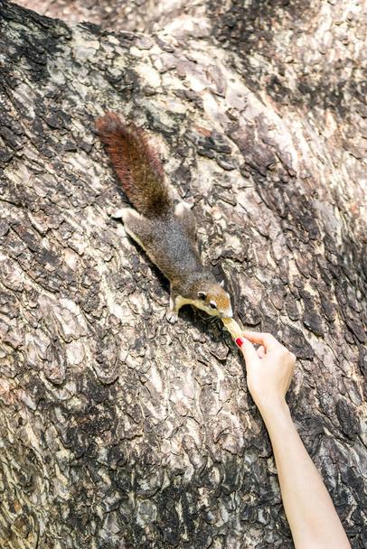 meisje voederen eekhoorn - Foto, afbeelding