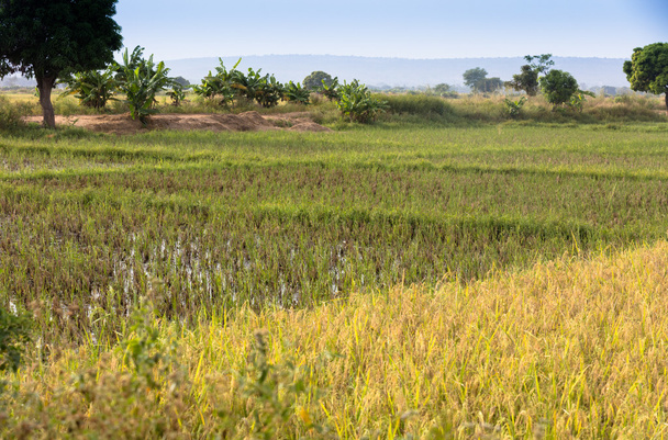 Rýžová pole v Burkině faso - Fotografie, Obrázek