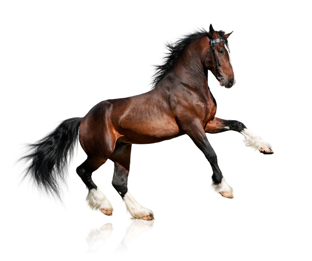 Бухта коня, ізольовані
 - Фото, зображення