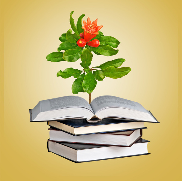 Blume, die aus einem offenen Buch wächst - Foto, Bild