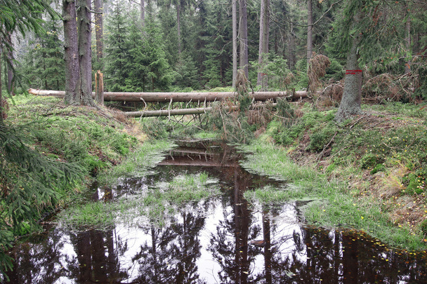 Turba bataklıkları Kladska ormanlarda - Fotoğraf, Görsel