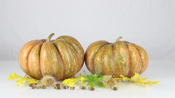 Pumpkins on white background - Footage, Video