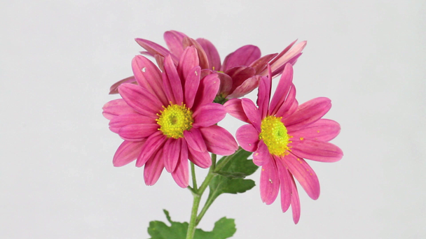 Chrysanthemum on white background - Footage, Video