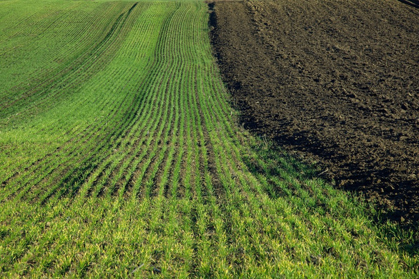 Agricultural Field - 写真・画像