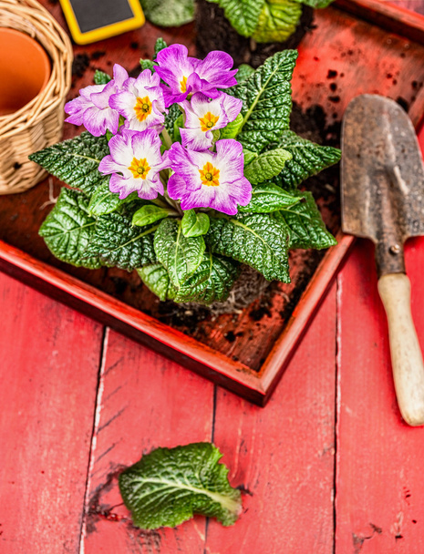 Gardening with flower pot - Fotoğraf, Görsel