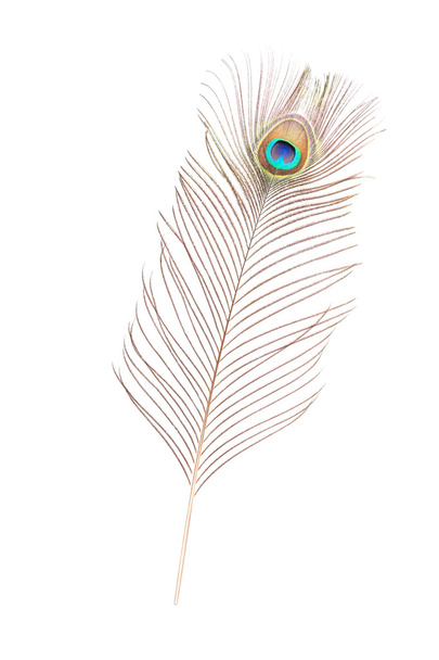 Peacock feather - Photo, Image