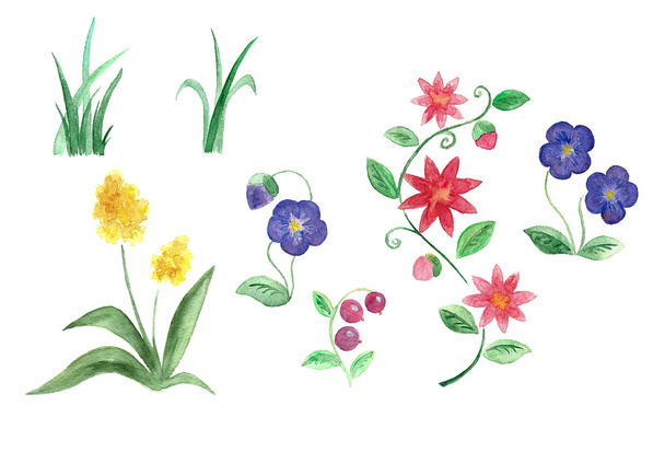 Ensemble d'herbe aquarelle, fleurs et baies isolées sur fond blanc
 - Photo, image