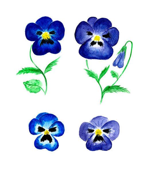 Watercolor blue violets  isolated on white background - Фото, зображення
