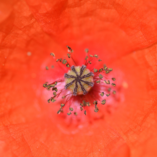 Macro of poppy - Photo, Image