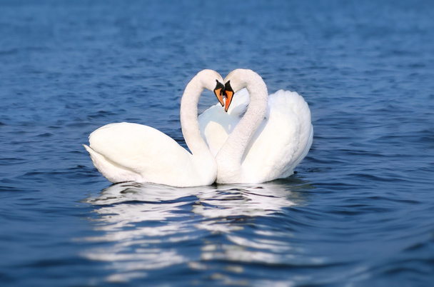 Joutsen rakastua, linnut pari suudelma, kaksi eläimen sydämen muotoinen
 - Valokuva, kuva