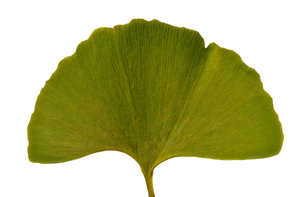 Leaf Ginkgo Biloba - Photo, Image