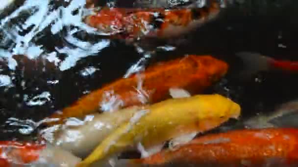 Колоритная рыба кои
 - Кадры, видео