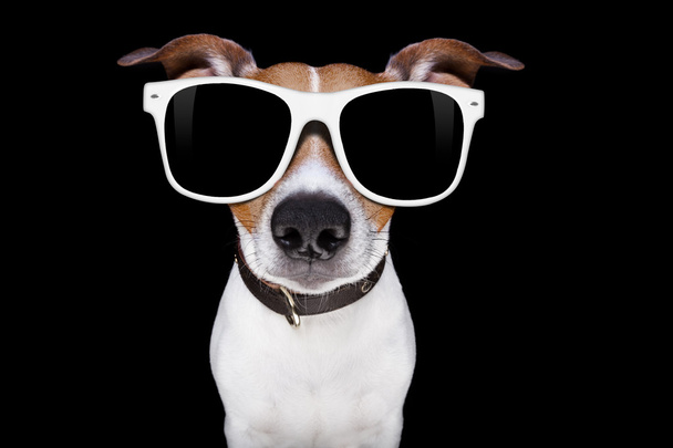 cool sunglasses dog  - Valokuva, kuva