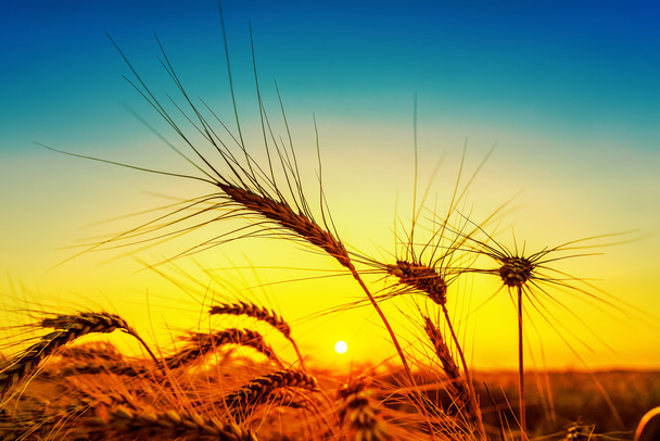 silhueta da colheita no campo. cor dourada e azul no pôr do sol - Foto, Imagem