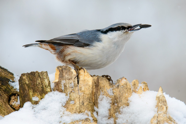 Nuthatch perched on a tree in winter - Foto, afbeelding