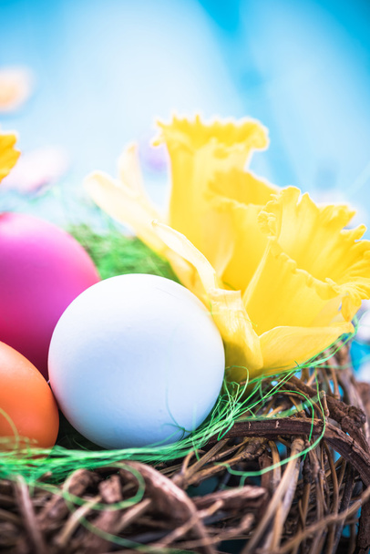 Весеннее гнездо с окрашенными яйцами
 - Фото, изображение