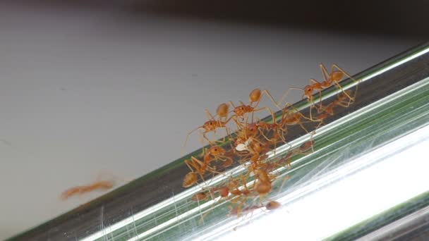 hormigas tejedoras cubren su comida
 - Metraje, vídeo